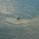 Illustration for article titled Virágzik a Tisza!!!